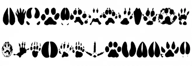 AnimalTracks Caratteri MAIUSCOLE