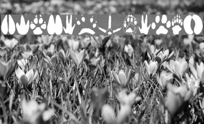 AnimalTracks Font examples