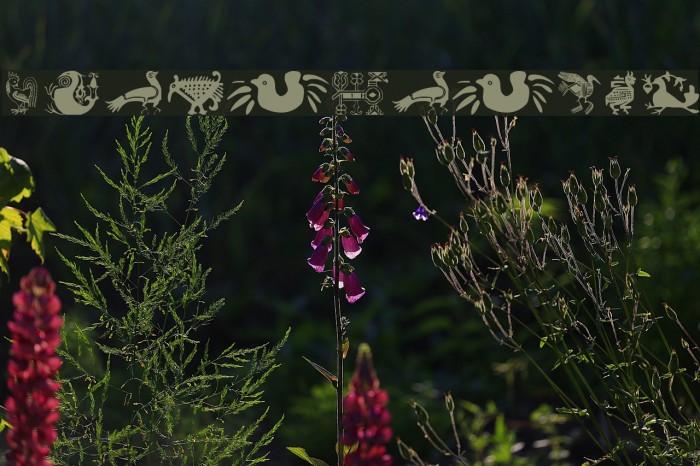 AnimaliaTwo Font examples