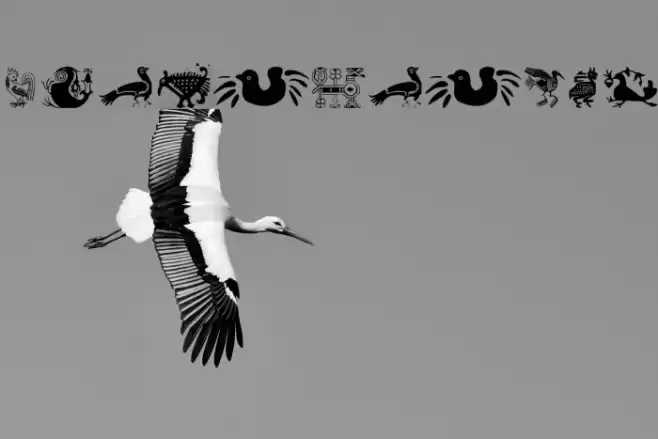 AnimaliaTwo Font examples