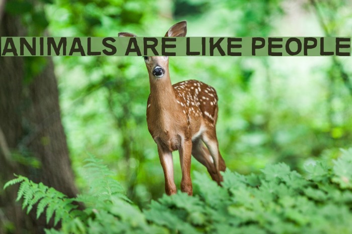 Animals are like people Font examples
