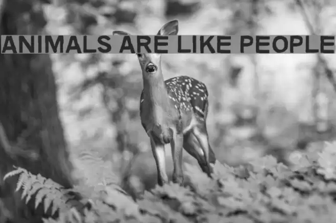 Animals are like people Font examples