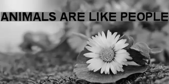 Animals are like people Font examples