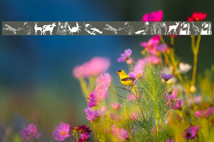 AnimalsAnywhere Font examples