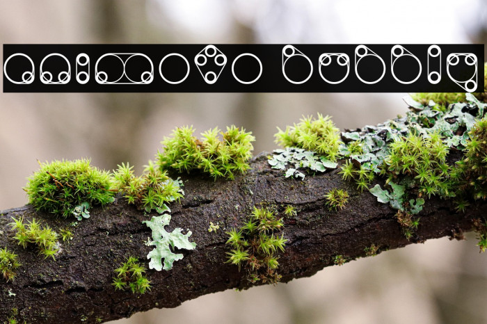 Animoto Bubbly Example 2