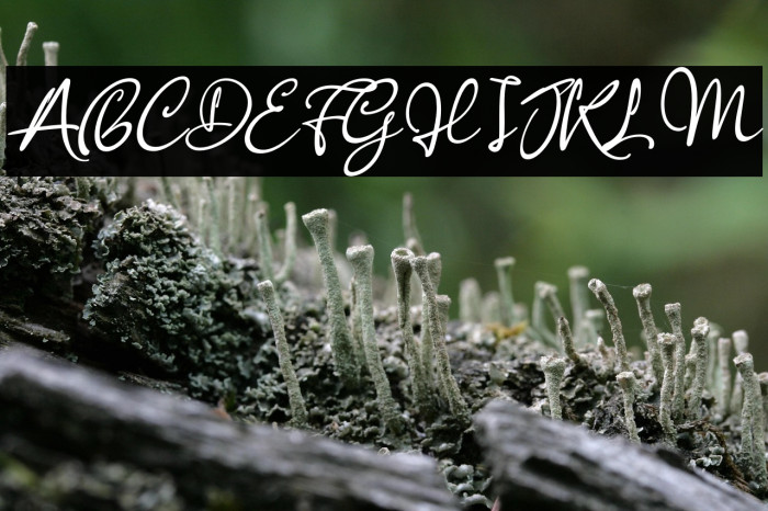 Anisha Italic Example 3