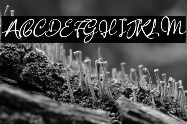 Anisha Italic Font examples