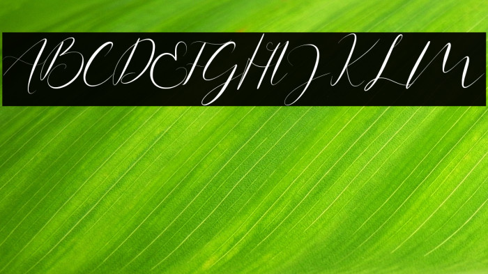 Anita Jane Example 3