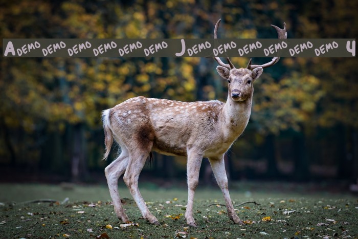 Anitype Journal 4 Font examples