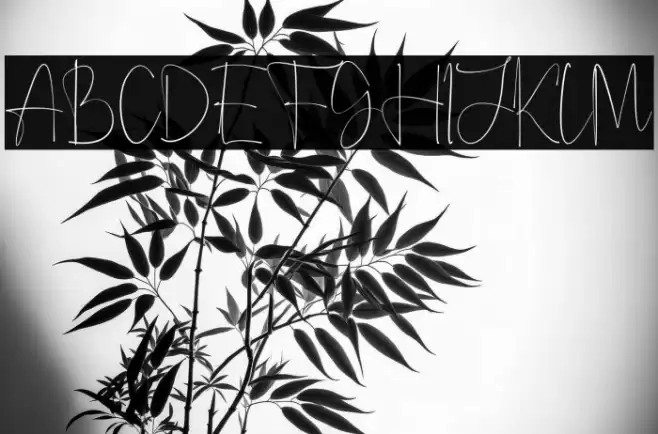 Anjany Sallentiny Font examples