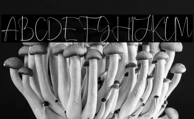 Anjany Sallentiny Font examples