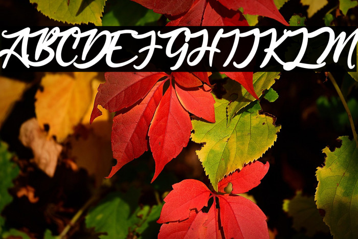 Anjelica Script Example 3