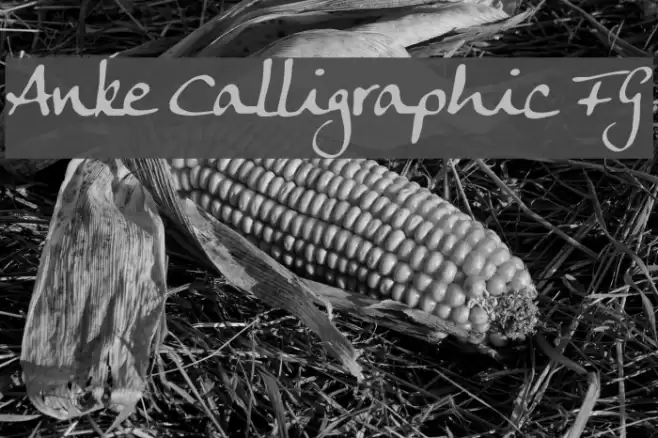 Anke Calligraphic FG Font examples