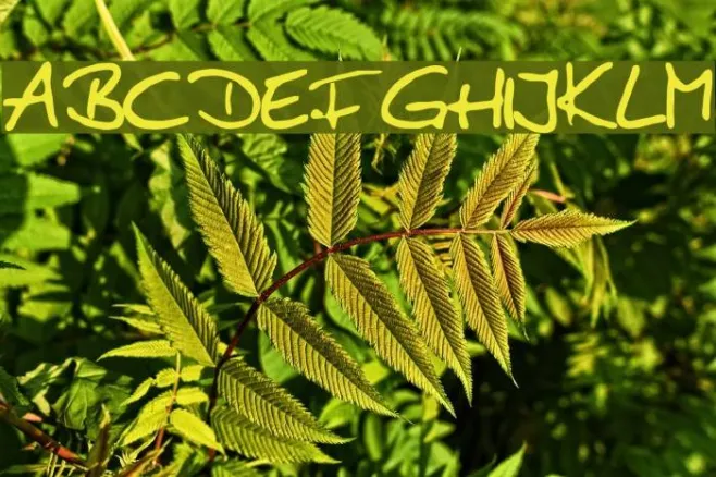 Anke Print Example 1