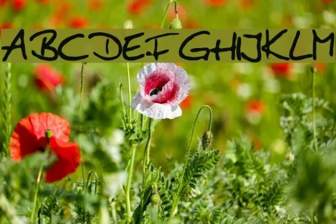 Anke Print Example 3