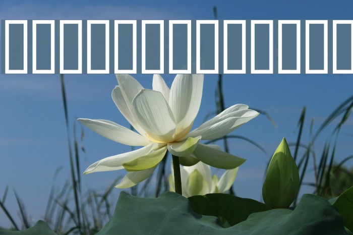 AnmolUni Bold Font examples