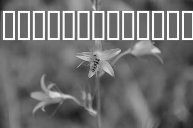 AnmolUni Шрифта examples