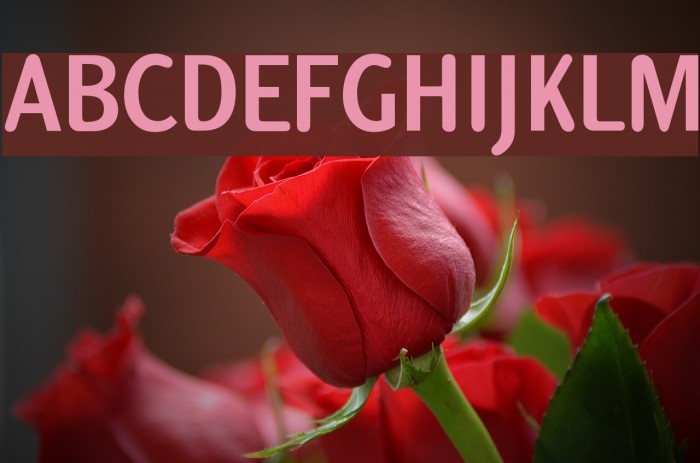 Anna Font examples