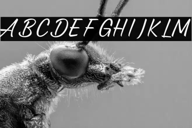 Annalucia Font examples