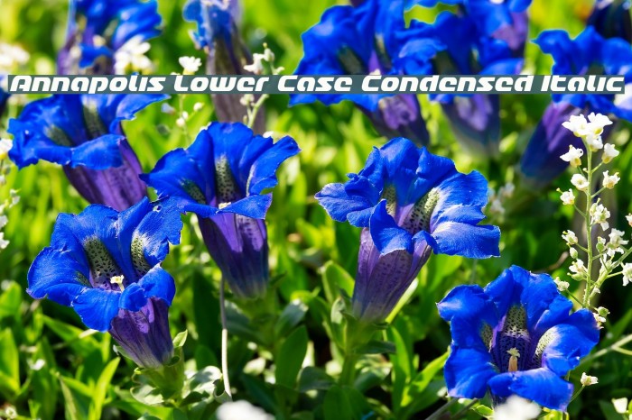 Annapolis Lower Case Condensed Italic Font examples