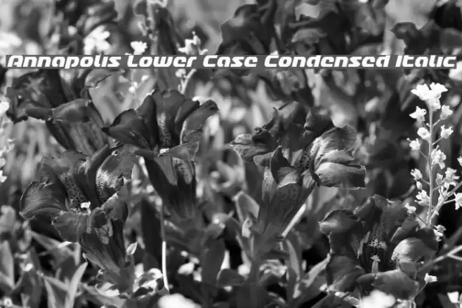Annapolis Lower Case Condensed Italic フォント examples