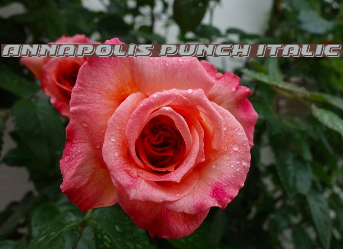 Annapolis Punch Italic Font examples