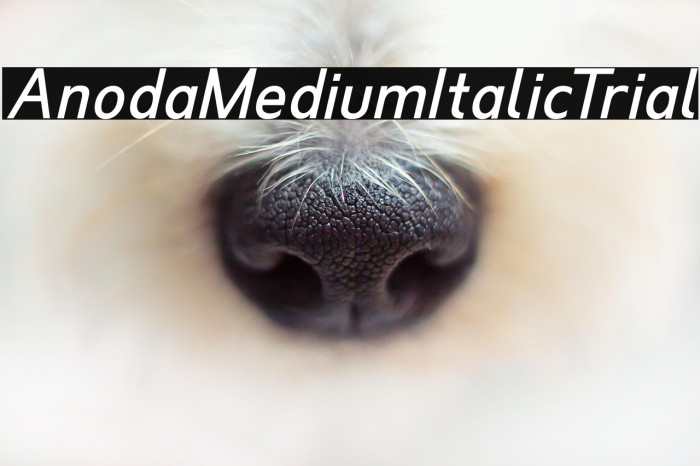 Anoda Medium Italic Trial Example 1