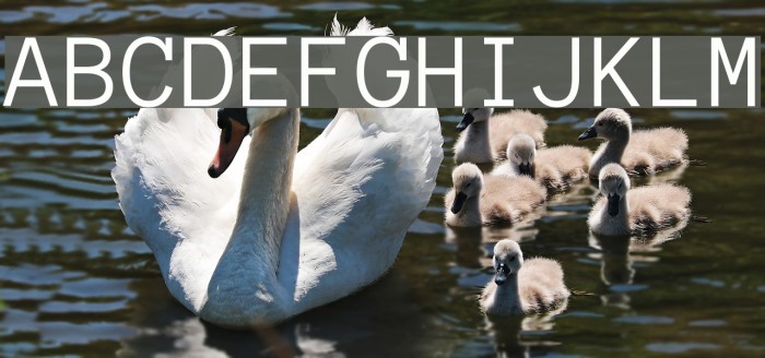AnonymousRegular Font examples