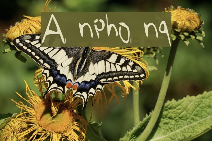 Anphong Font examples