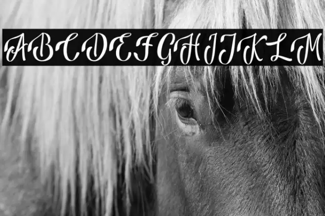 AnsagiaMetta Шрифта examples