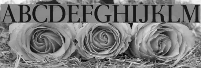 AntPolt-Regular Font examples