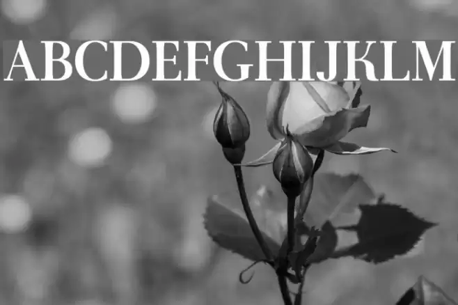 AntPoltLt-Bold Font examples