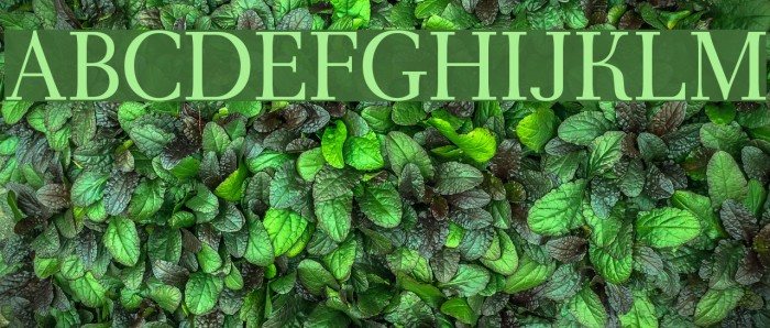 AntPoltLt-Regular Font examples