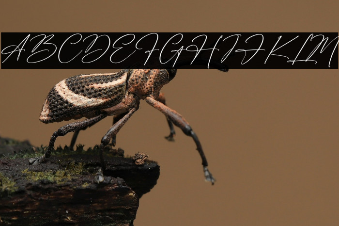 Antariskalia Signature Example 1