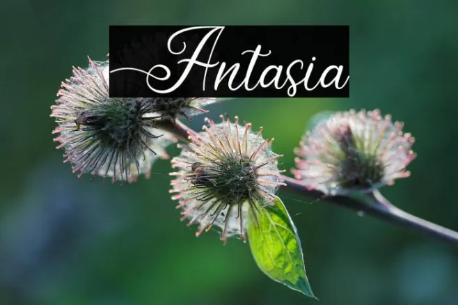Antasia Example 3