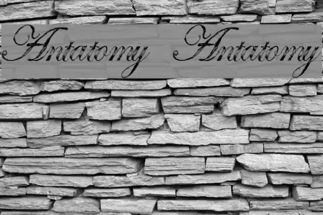 Antatomy Antatomy Font examples