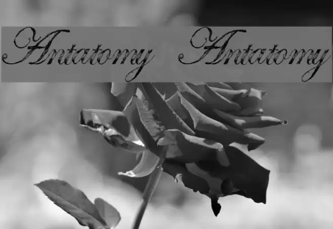 Antatomy Antatomy Font examples