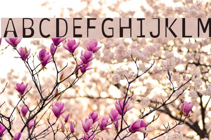 Antaviana Normal Font examples