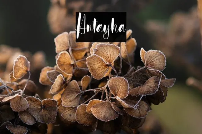 Antayha Example 2