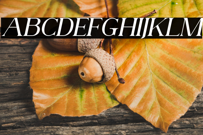 AnteCfSerifDemo-Italic Example 1