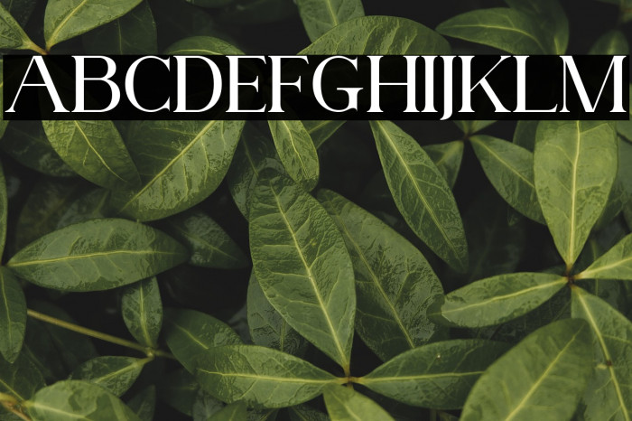 AnteCfSerifDemo-Regular Example 1