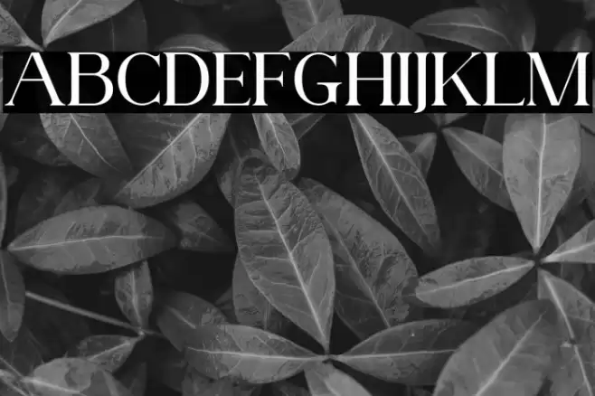 AnteCfSerifDemo-Regular Font examples