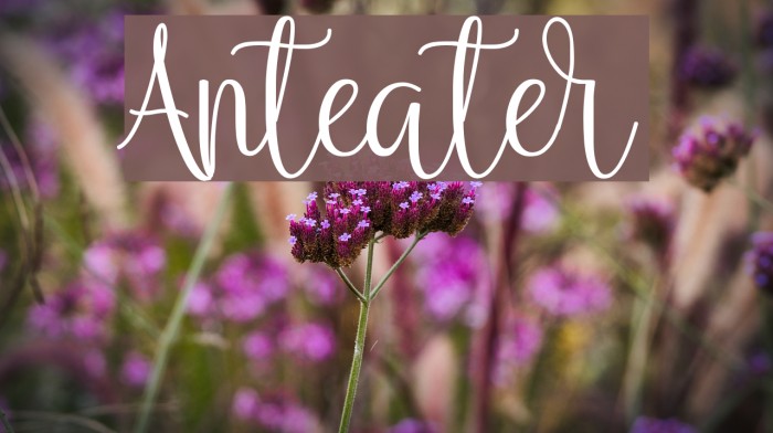 Anteater Font examples