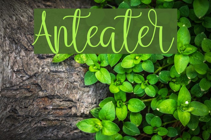 Anteater Font examples