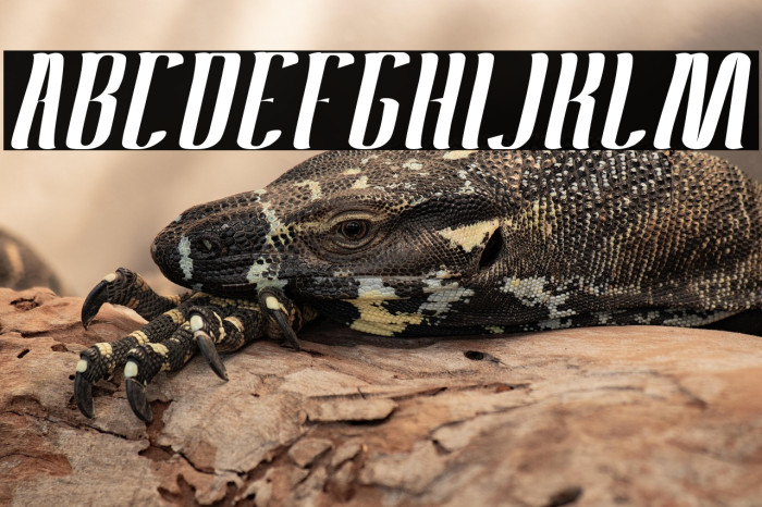 Antelope Run-Light Example 3