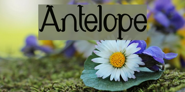 Antelope Font examples