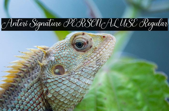 Anteri Signature PERSONAL USE Regular Example 3