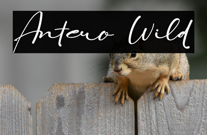 Antero Wild Example 3