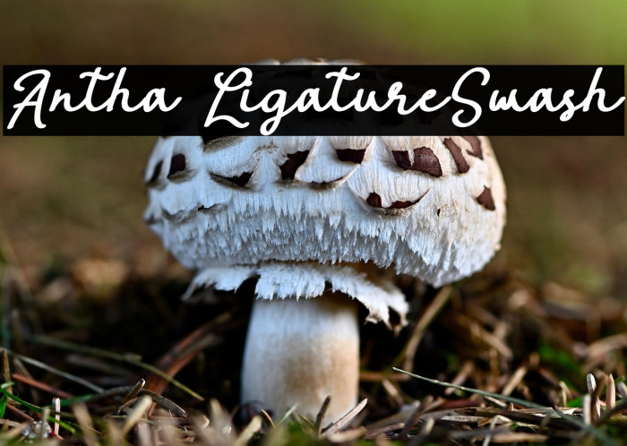 Antha LigatureSwash Example 2