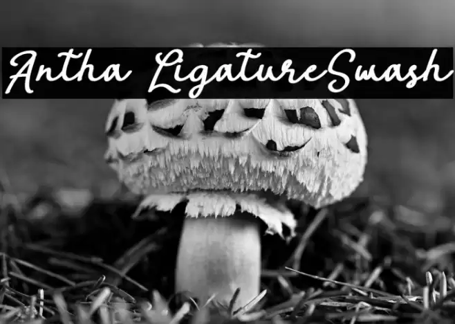 Antha LigatureSwash Font examples